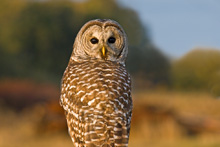 Barred Owl
